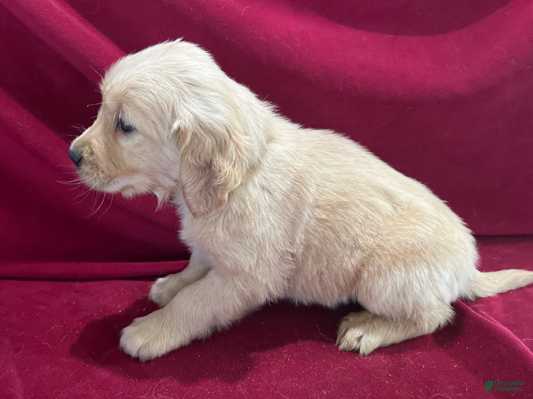 Golden Retriever dogs for sale: Golden Retriever Puppy 5 - Ad 1