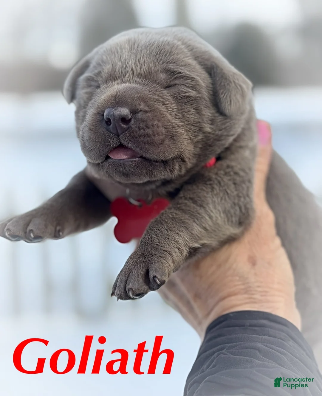 Labrador Retriever dogs for sale: Labrador Retriever Puppy  - Ad 6