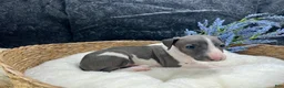 Italian Greyhound dogs for sale: Italian Greyhound 3 - Ad 5
