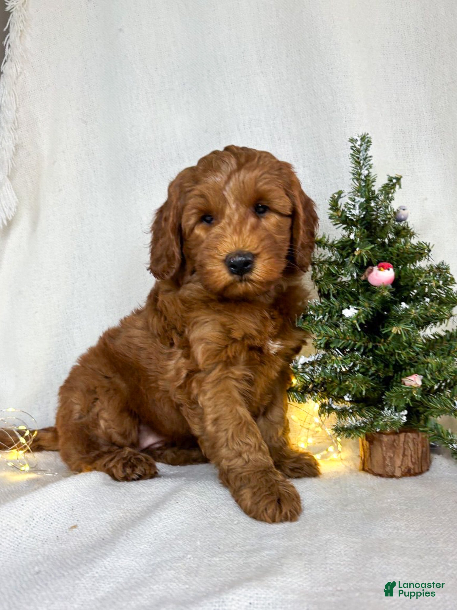 Goldendoodle dogs Ginger - Ad 16