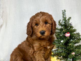 Goldendoodle dogs Ginger - Ad 16