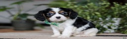 Cavalier King Charles Spaniel dogs for sale: Shawn - Ad 5