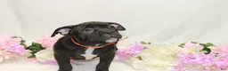 American Bully dogs for sale: American Bully orange - Ad 2