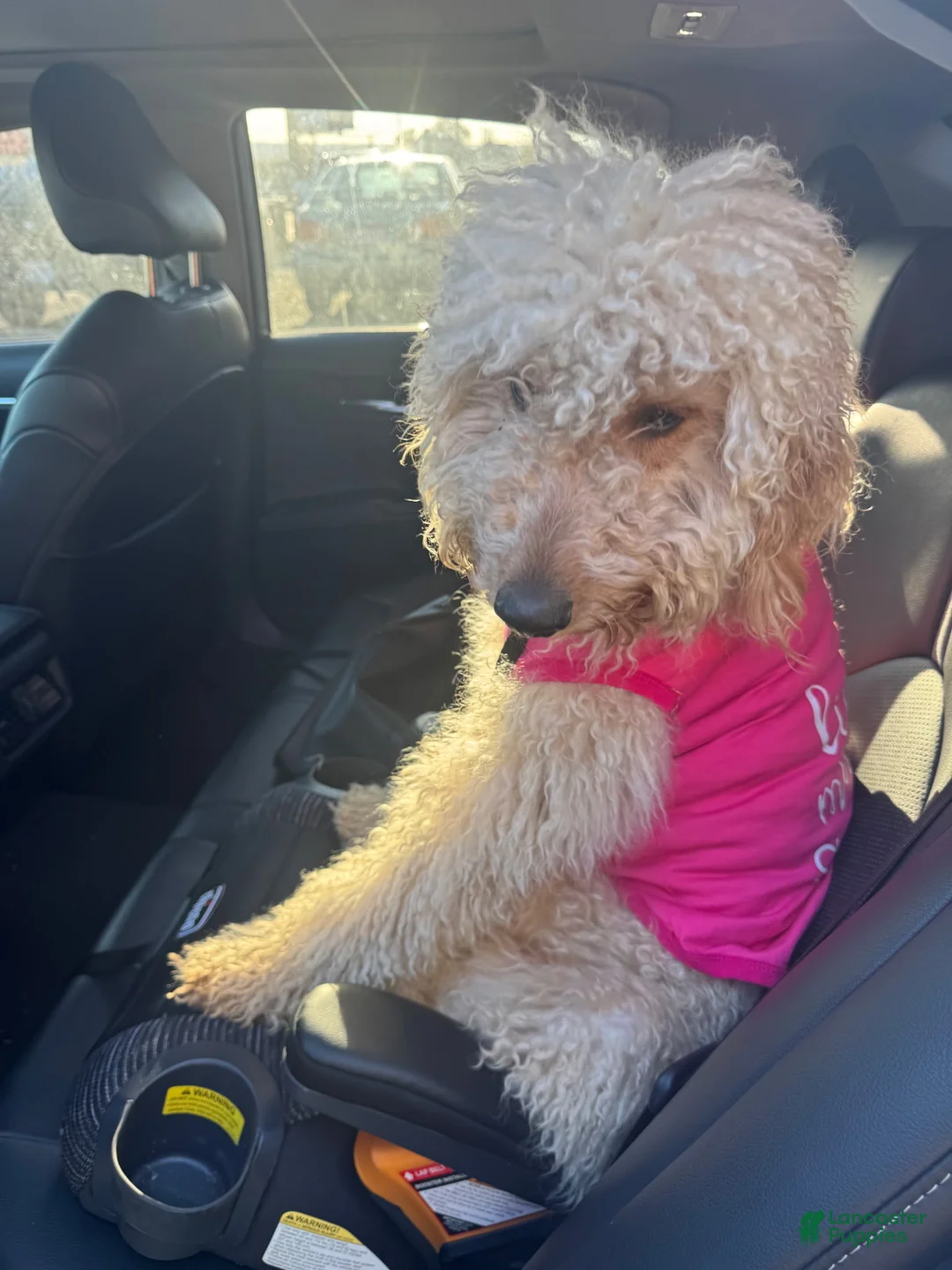 Goldendoodle dogs for sale: Goldendoodle - Ad 1