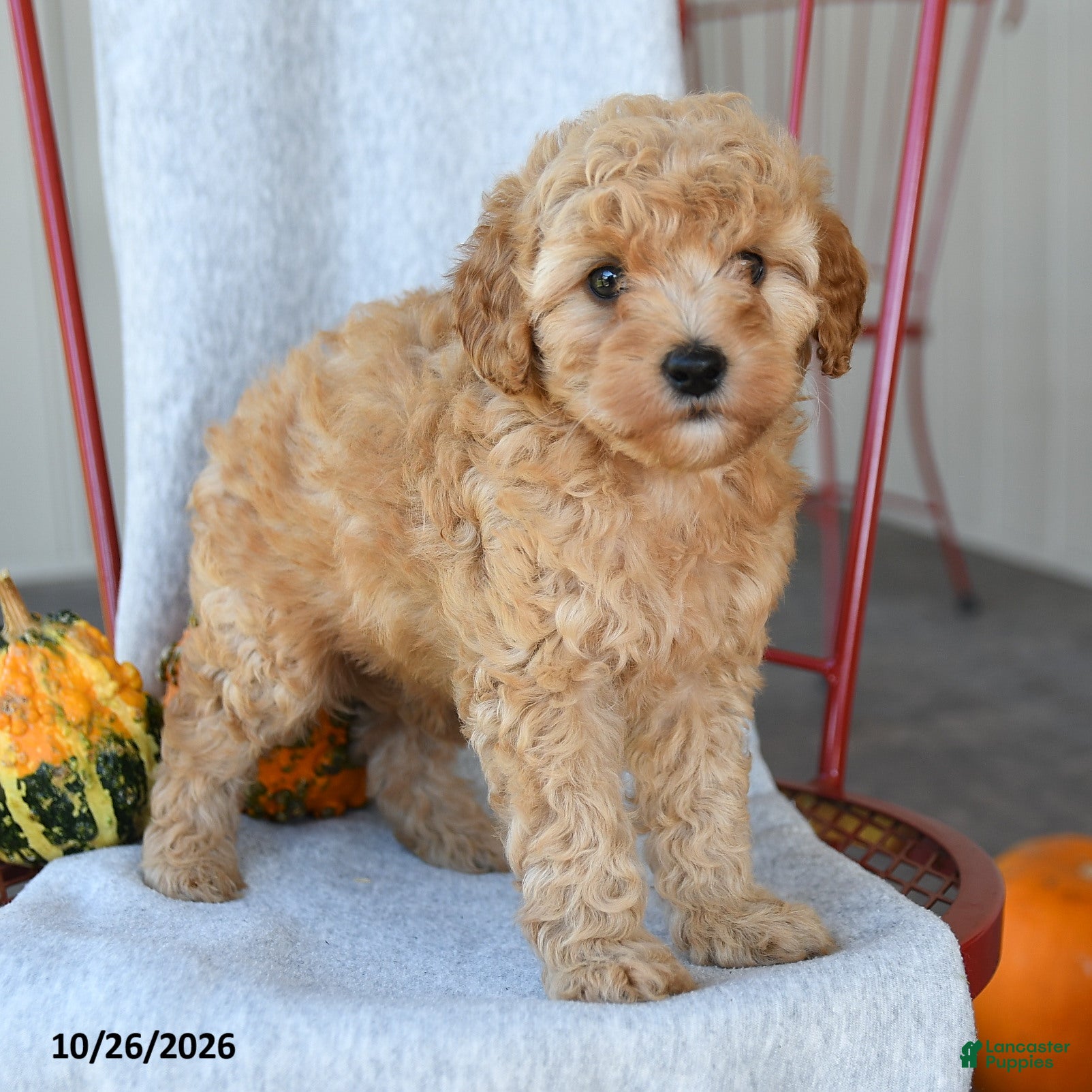 Cockapoo dogs for sale: Rusty - Ad 1