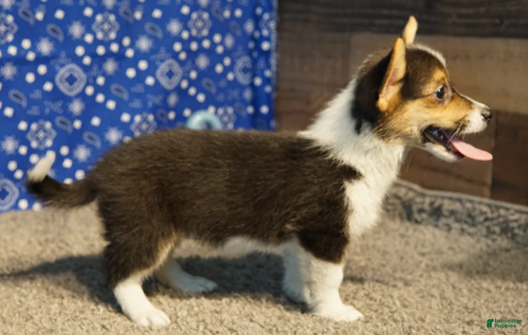 Welsh Corgi Pembroke dogs for sale: Maple - Ad 2