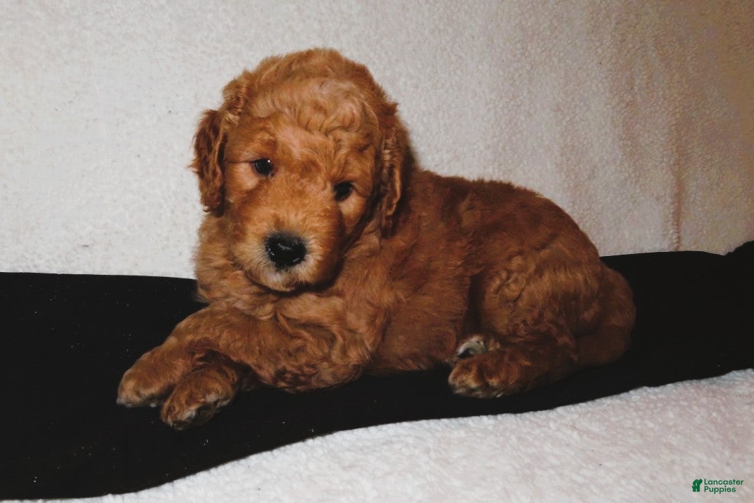 Mini Goldendoodle dogs Louie - Ad 1