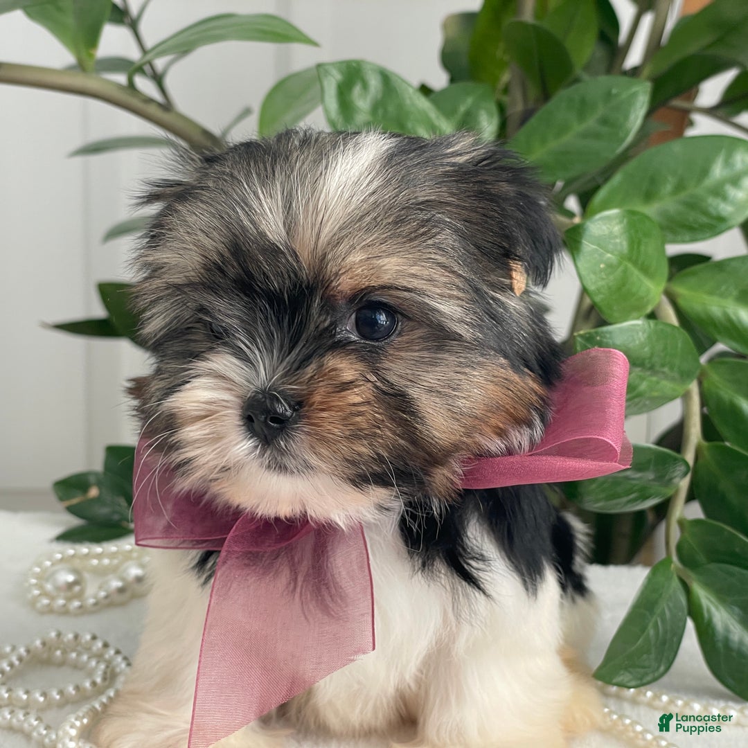 Biewer Terrier dogs for sale: Chichi - Ad 5