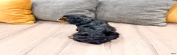 Cavalier King Charles Spaniel dogs for sale: Maddie - Ad 5