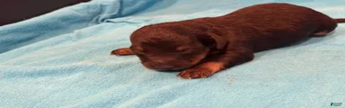 Chiweenie 2