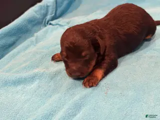 Chiweenie dogs Chiweenie 2 - Ad 24