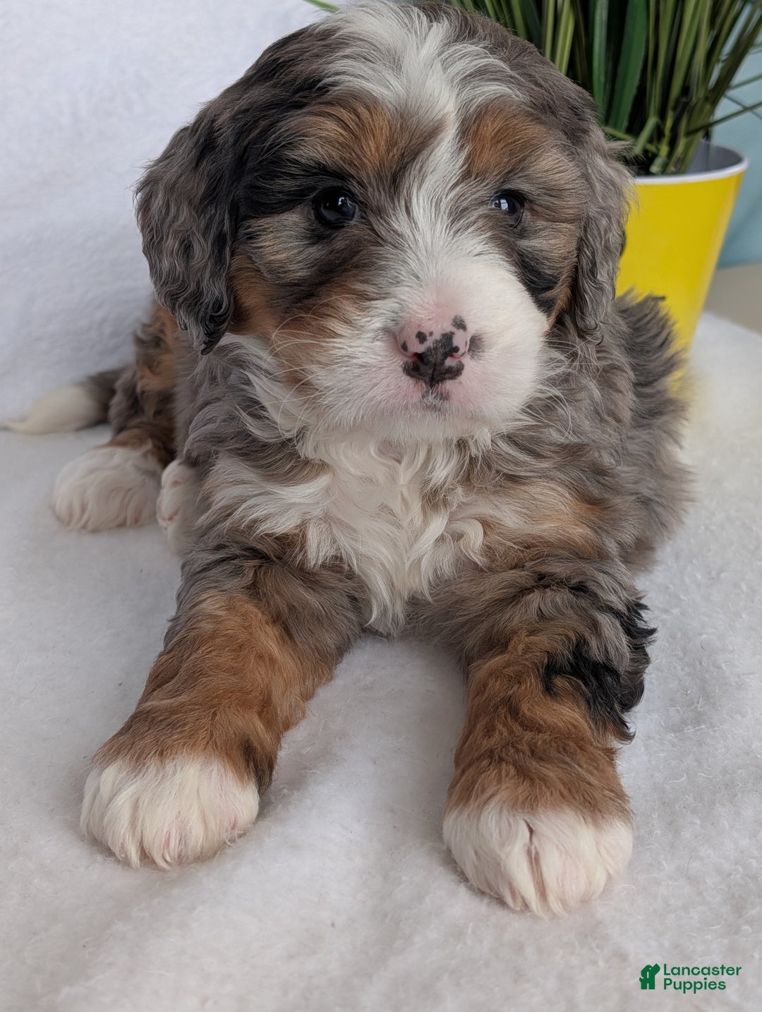 Mini Bernedoodle dogs for sale: Mini Baker - Ad 7