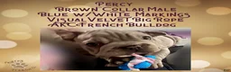 French Bulldog dogs for sale: Percy “Brown” Collar, Male - Ad 14