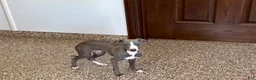 Italian Greyhound dogs for sale: Larry - Ad 4