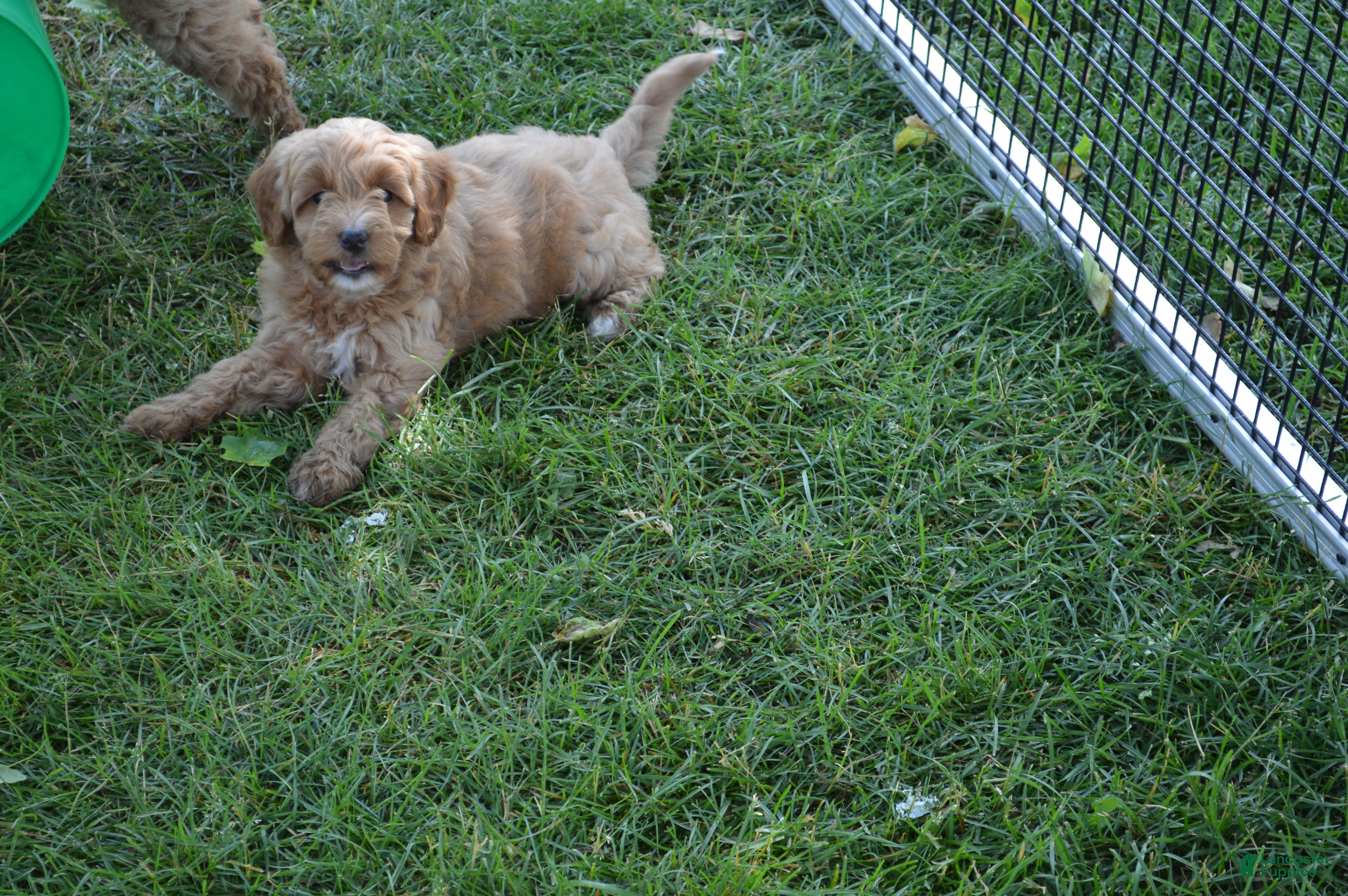 Mini Goldendoodle dogs Alita - Ad 1