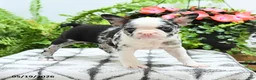 Boston Terrier dogs for sale: Alexia - Ad 5