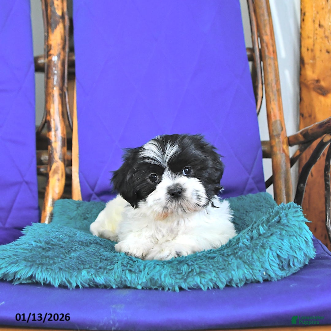 Shih Tzu dogs for sale: Frisky - Ad 2