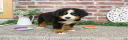 Bernese Mountain Dog dogs for sale: Liberty - Ad 2
