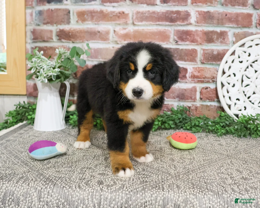 Bernese Mountain Dog dogs for sale: Liberty - Ad 2