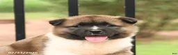 Akita dogs for sale: Starburst - Ad 3