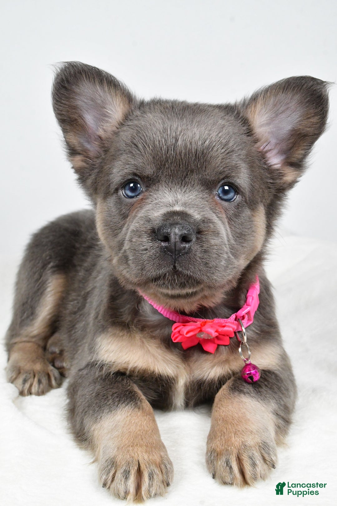 French Bulldog dogs for sale: Brianna - Ad 3