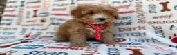 Cavapoo dogs for sale: Scrappy  - Ad 6