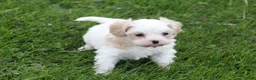 Mixed Breed dogs for sale: Mixed Breed Puppy 1 - Ad 15