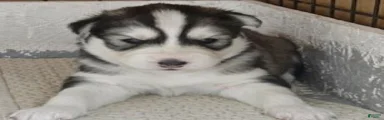Siberian Husky 3