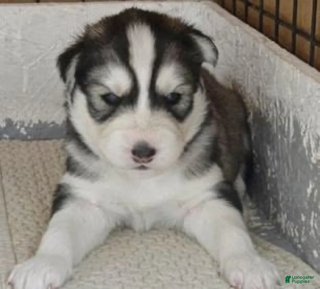 Siberian Husky dogs for sale: Siberian Husky 3 - Ad 1