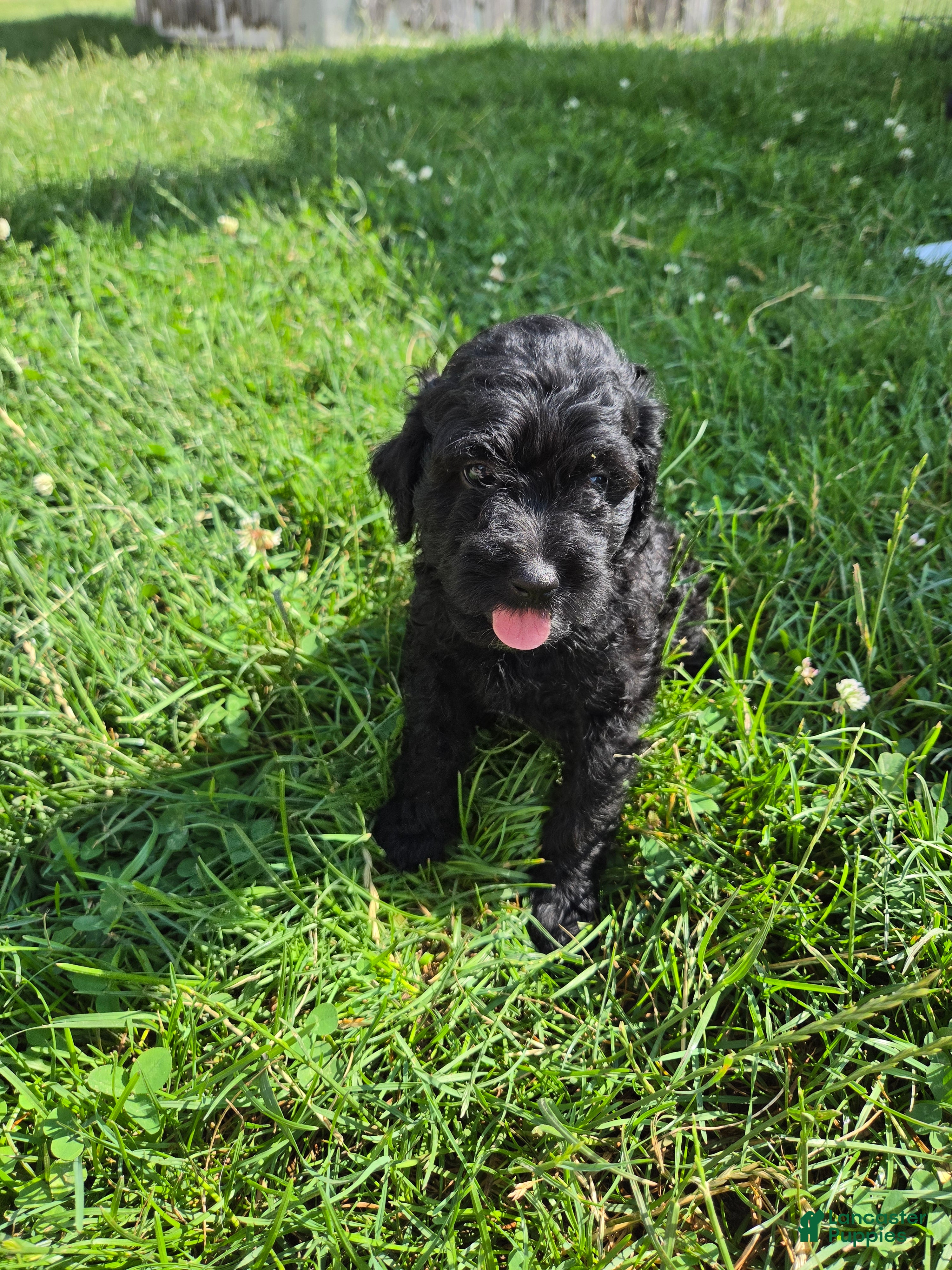 Cavapoo dogs Onyx - Ad 1