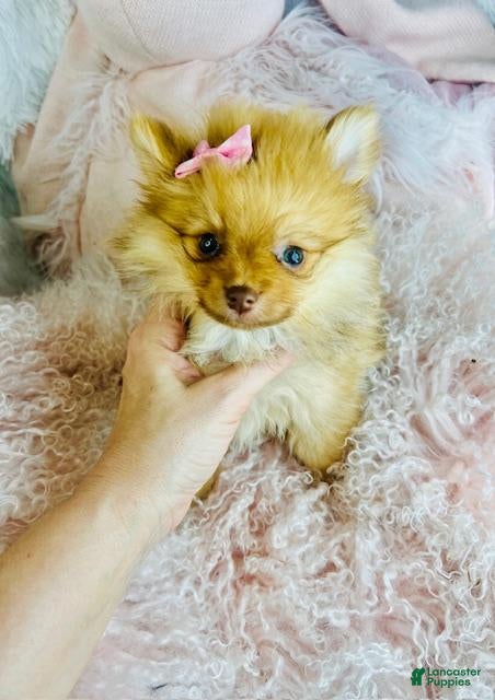 Pomeranian dogs Pomeranian 2 - Ad 1