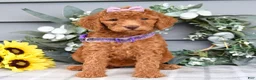 Standard Poodle dogs for sale: Rosie - Ad 5