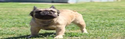 French Bulldog dogs for sale: French Bulldog 5 - Ad 5