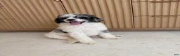 Standard Poodle dogs for sale: Goose  - Ad 5
