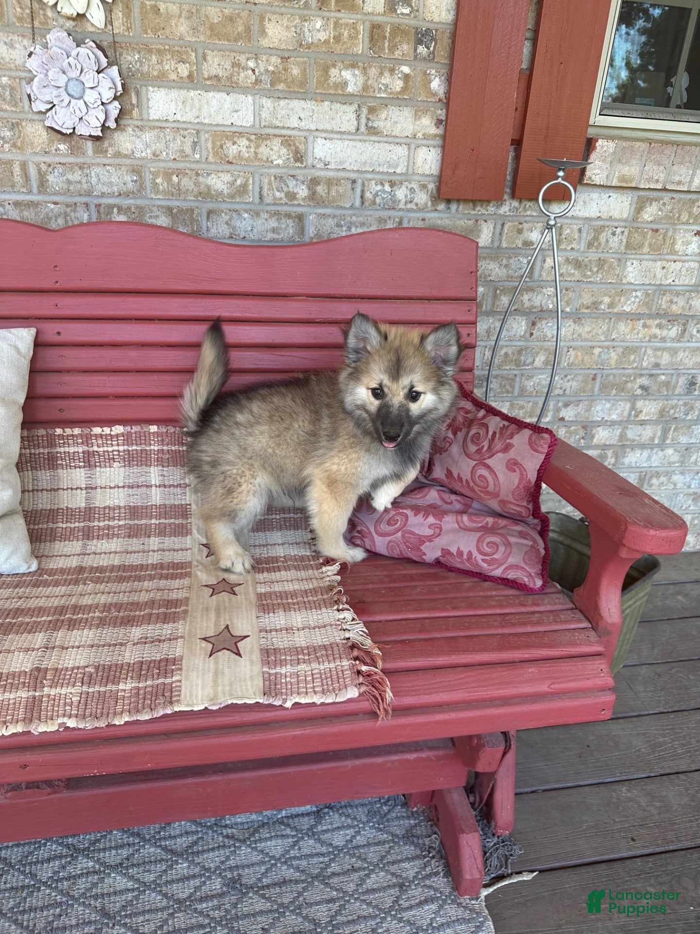 Pomsky dogs Ranger - Ad 39