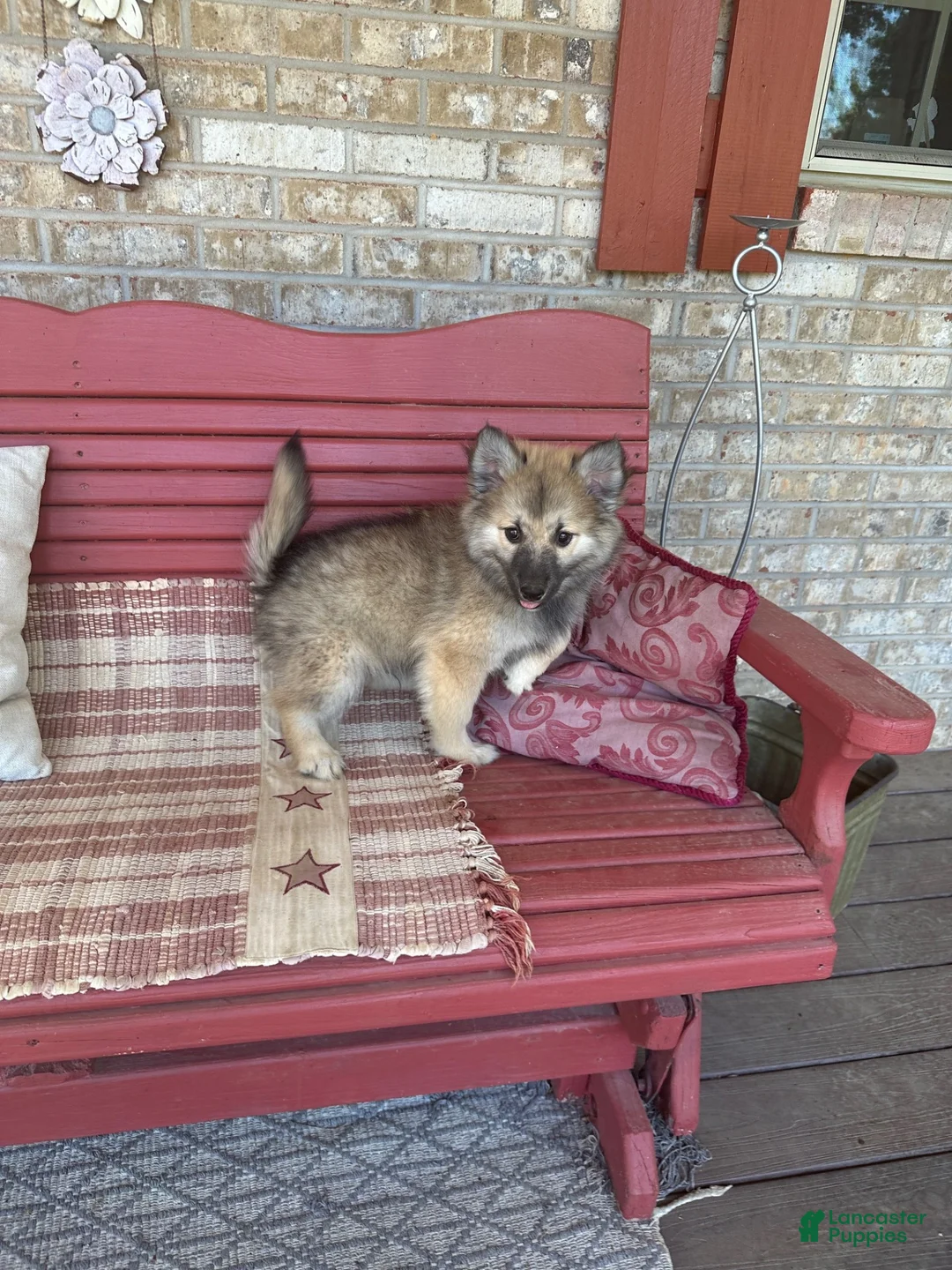 Pomsky dogs for sale: Ranger - Ad 1