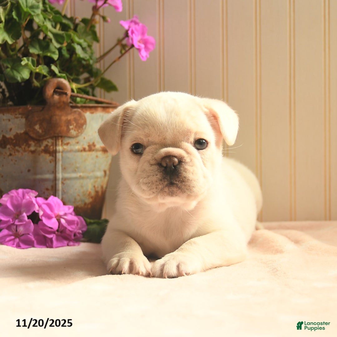 French Bulldog dogs for sale: Noel  - Ad 2