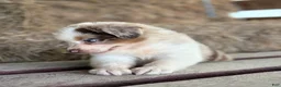 Australian Shepherd dogs for sale: Banks - Ad 10