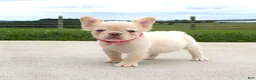 French Bulldog dogs for sale: Buttercup - Ad 3