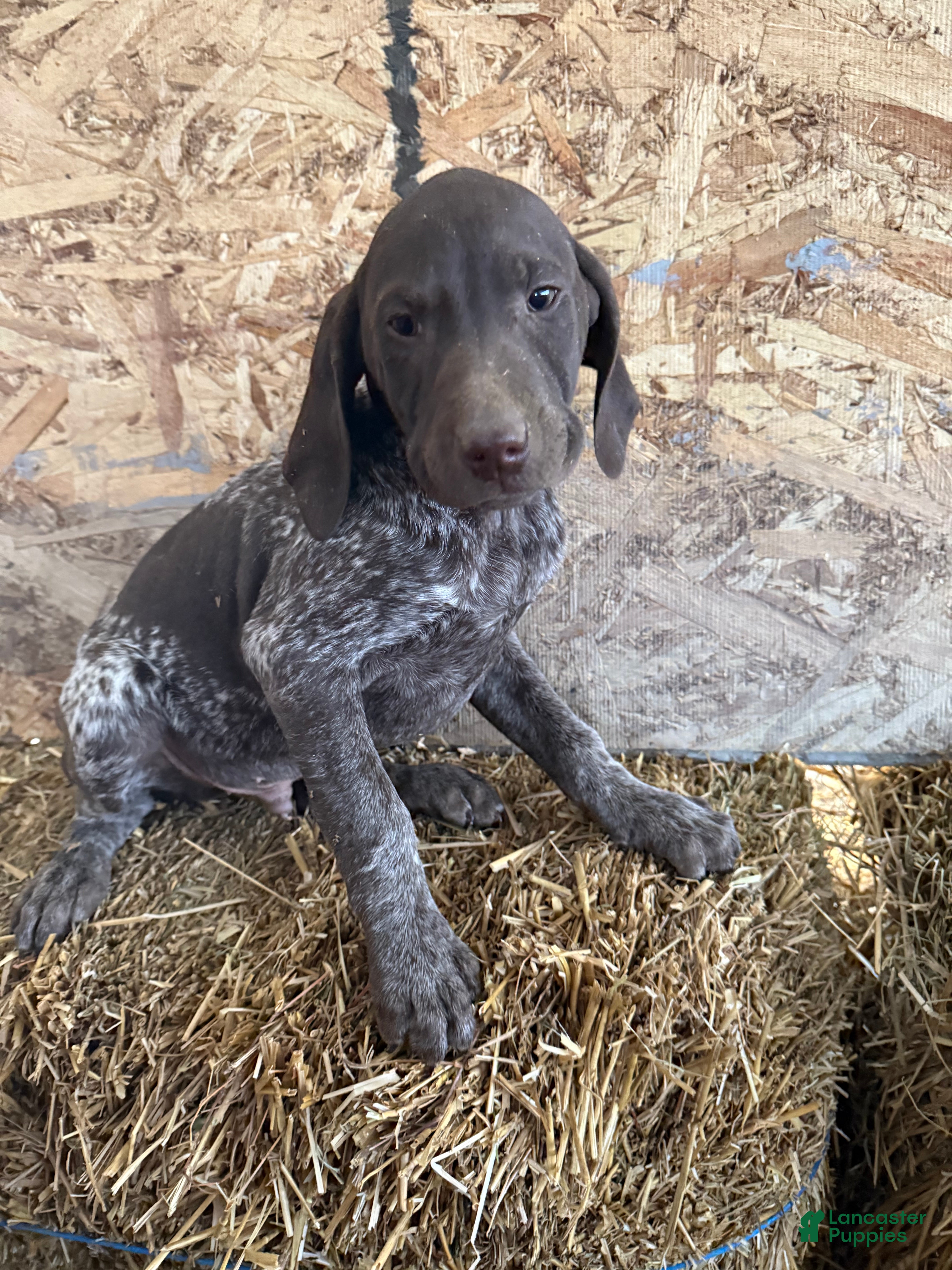 German Shorthaired Pointer dogs German Shorthaired Pointer Puppy 2 - Ad 36