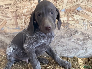 German Shorthaired Pointer dogs German Shorthaired Pointer Puppy 2 - Ad 42