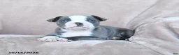 Boston Terrier dogs for sale: Elmo - Ad 3