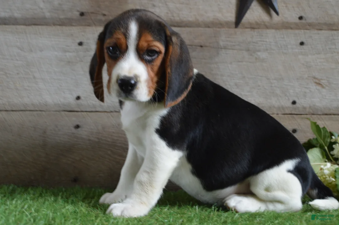 Beagle dogs for sale: Winchester - Ad 1