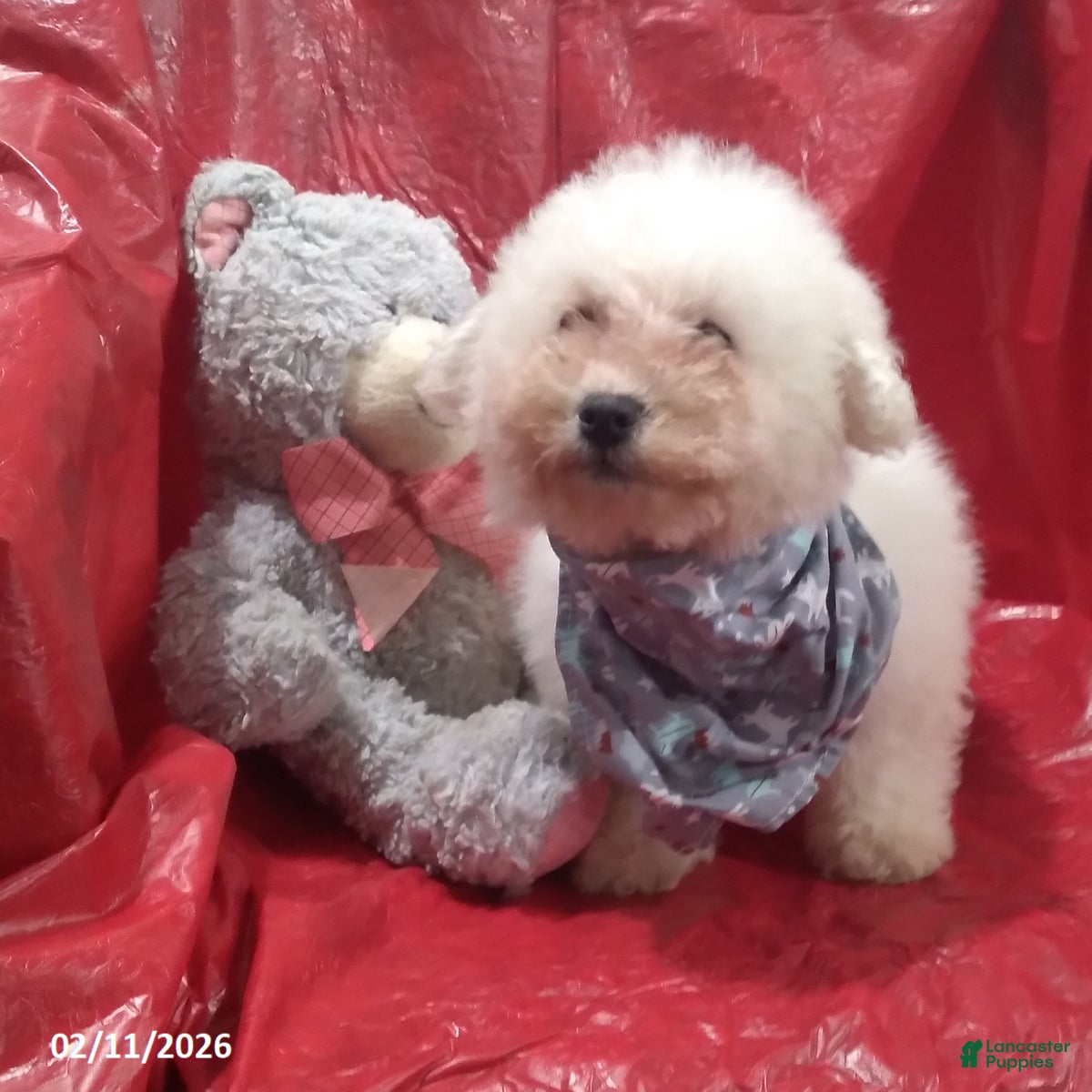 Bichon Frise dogs Jack  - Ad 2