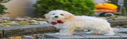 Maltipoo dogs for sale: Koda - Ad 5