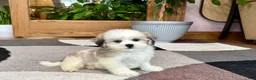 Mixed Breed dogs for sale: Lhasa/Maltese female 2 - Ad 11