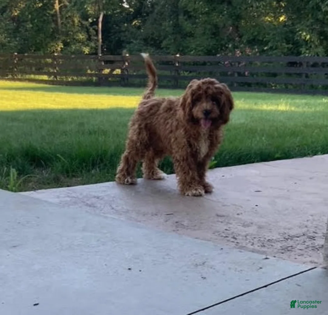 Cavapoo dogs for sale: Princess - Ad 11