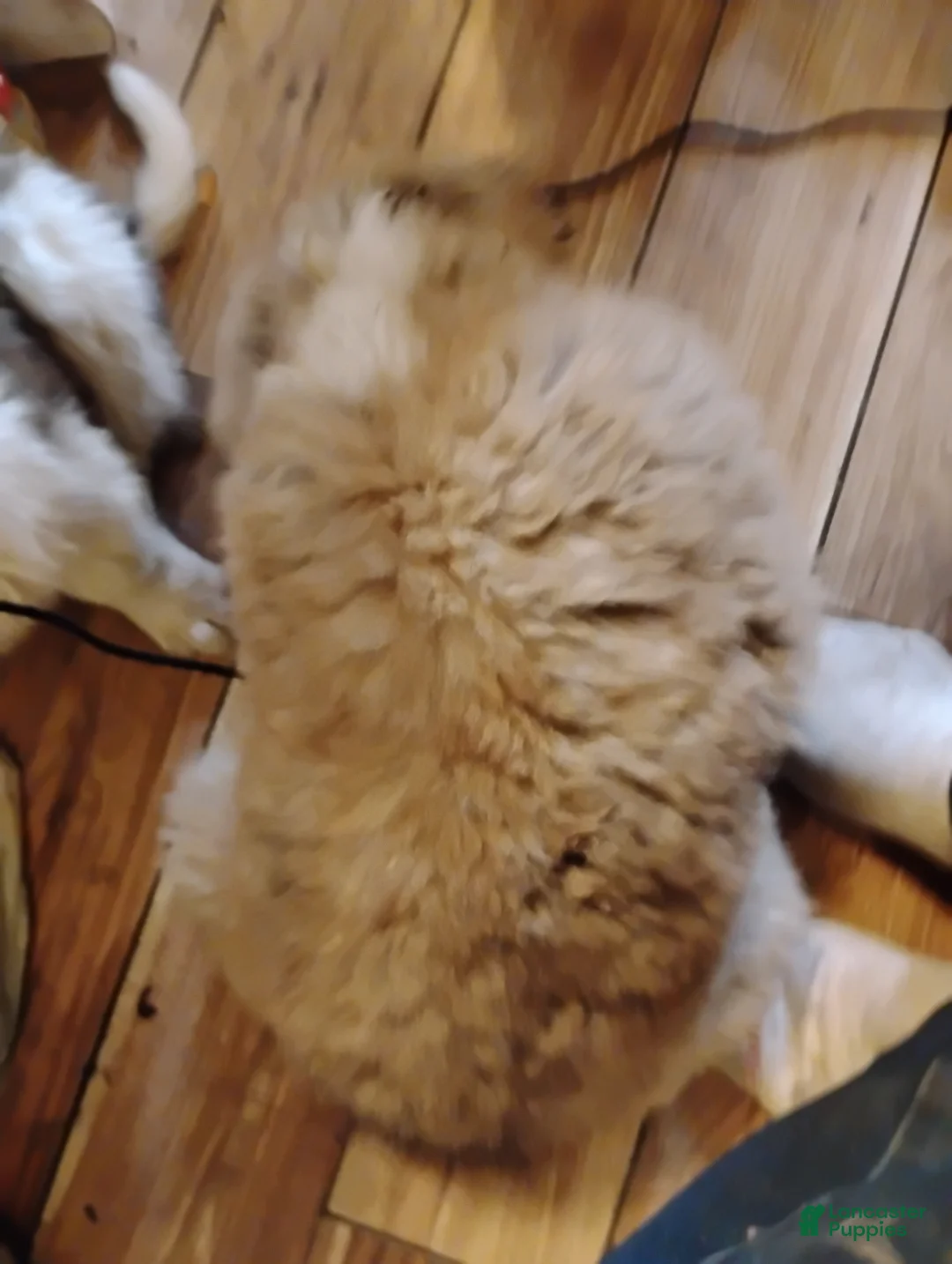 Saint Bernard dogs for sale: Saint Bernard Puppy 1 - Ad 2