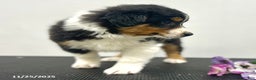 Australian Shepherd dogs for sale: Patch  - Ad 2