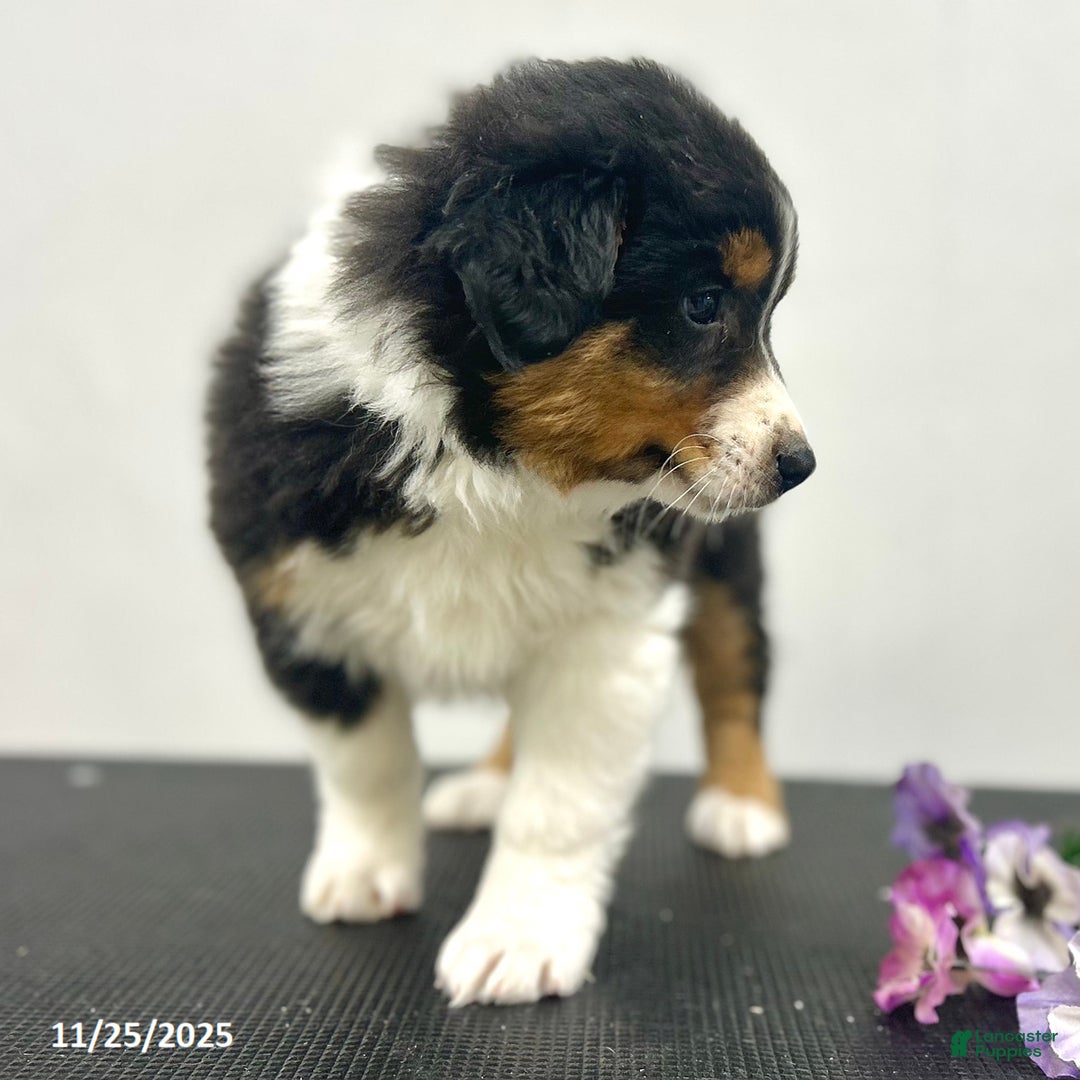 Australian Shepherd dogs for sale: Patch  - Ad 2